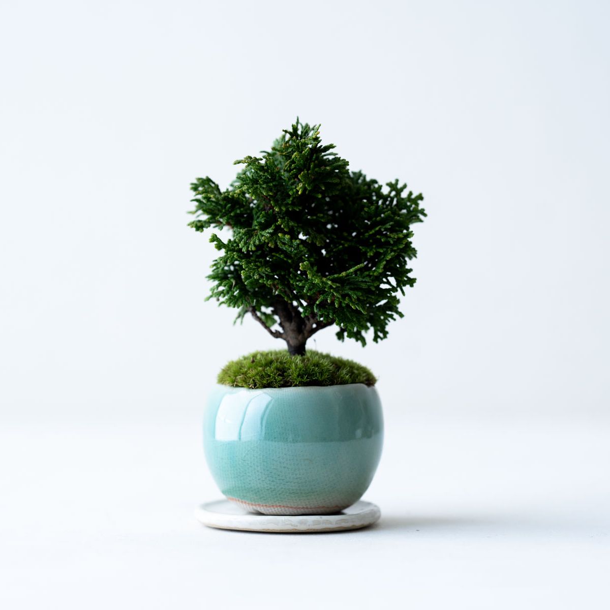 津山ヒノキ｜氷青のうつわ【受け皿セット】